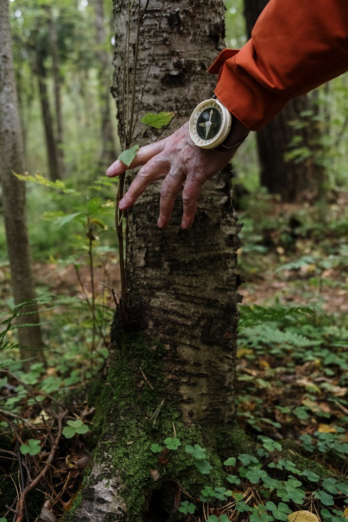 A close-up of a hand wearing a compass, touching a tree in a dense forest setting.